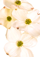 Dogwood